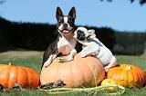 BOSTON TERRIER 068